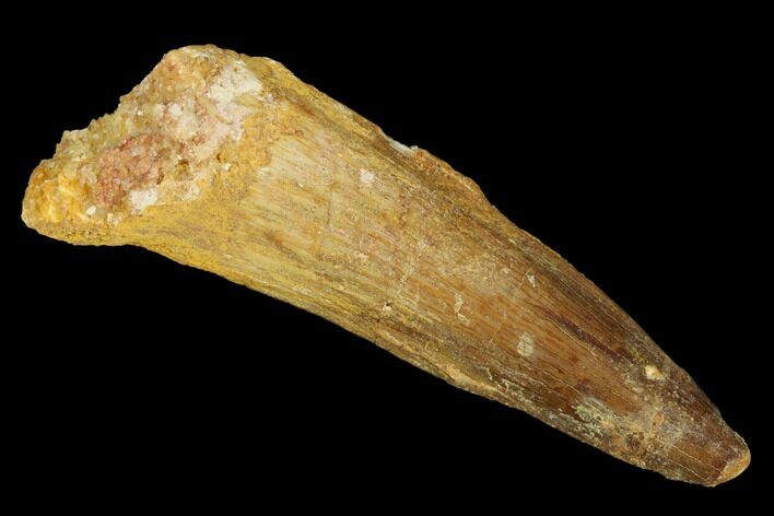 Spinosaurus Tooth - Real Dinosaur Tooth #179665